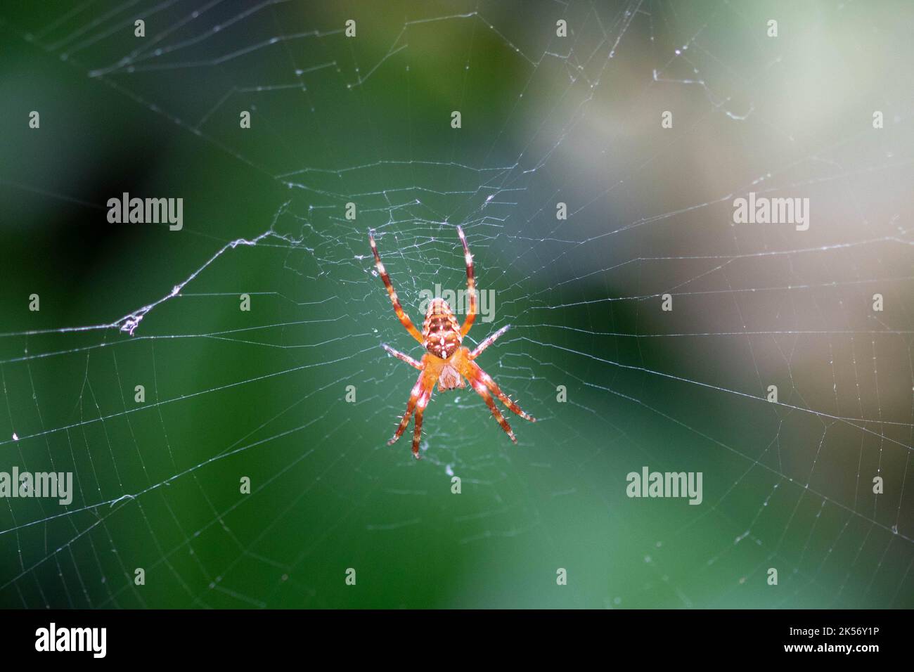 Gekrönte Orbweberspinne auf ihrem Netz mit einem verschwommenen grünen Hintergrund Stockfoto