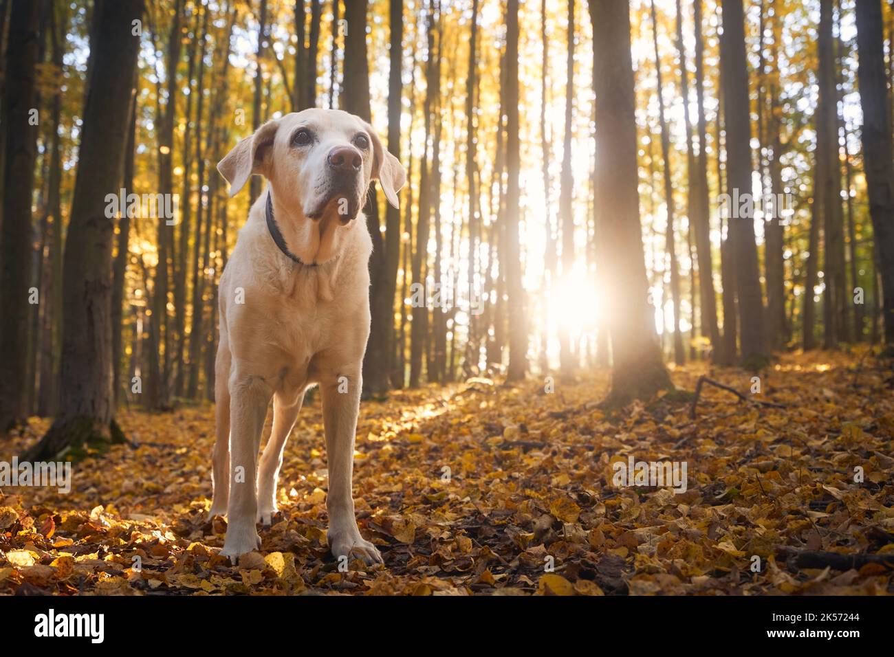 Porträt eines alten Hundes in gefallenen Blättern. Labrador Retriver bei einem Spaziergang im Herbstwald. Stockfoto