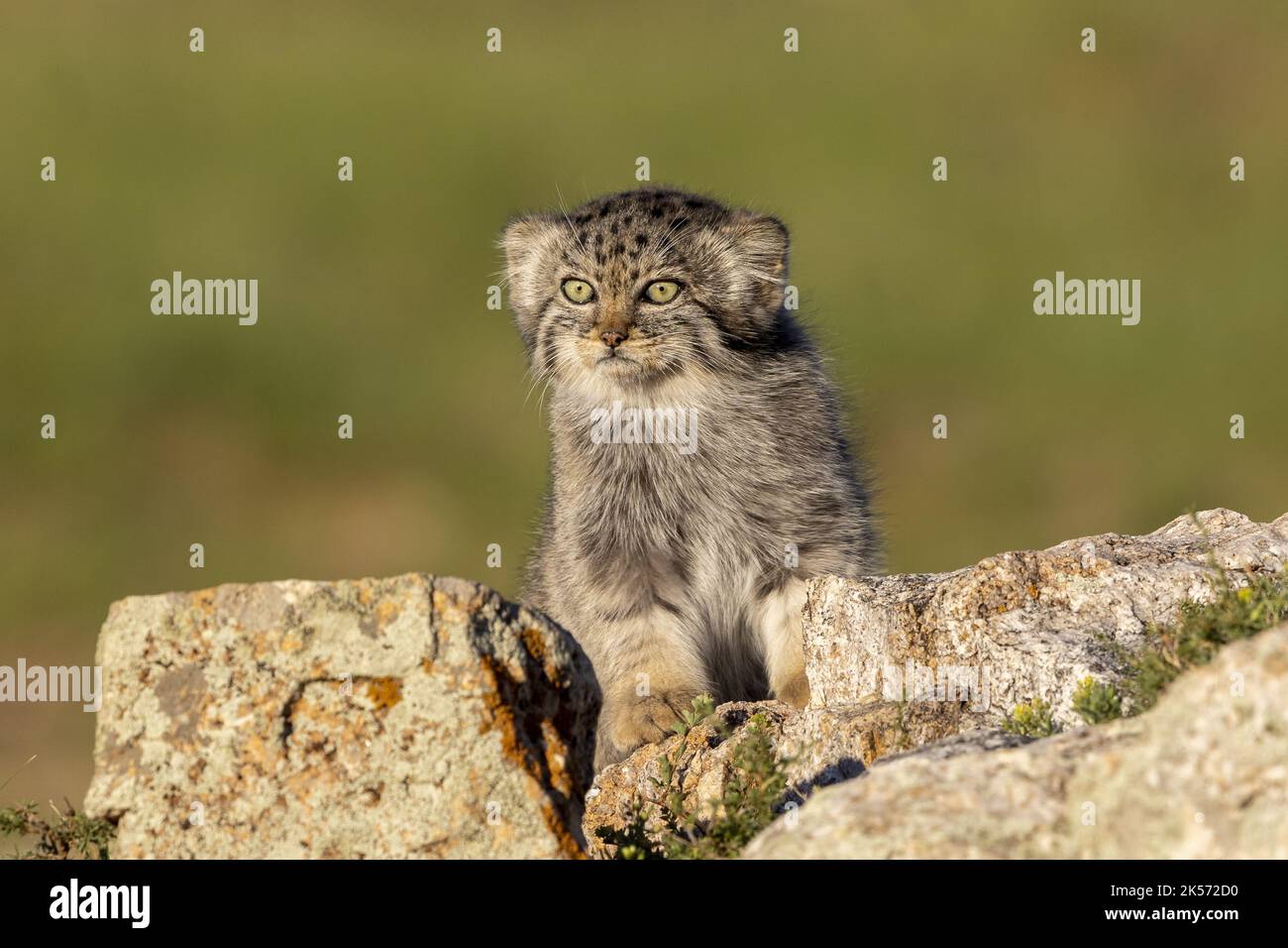 Mongolei, Ostmongolei, Steppe-Gebiet, Pallas-Katze (Otocolobus manul), Den, Babys Stockfoto