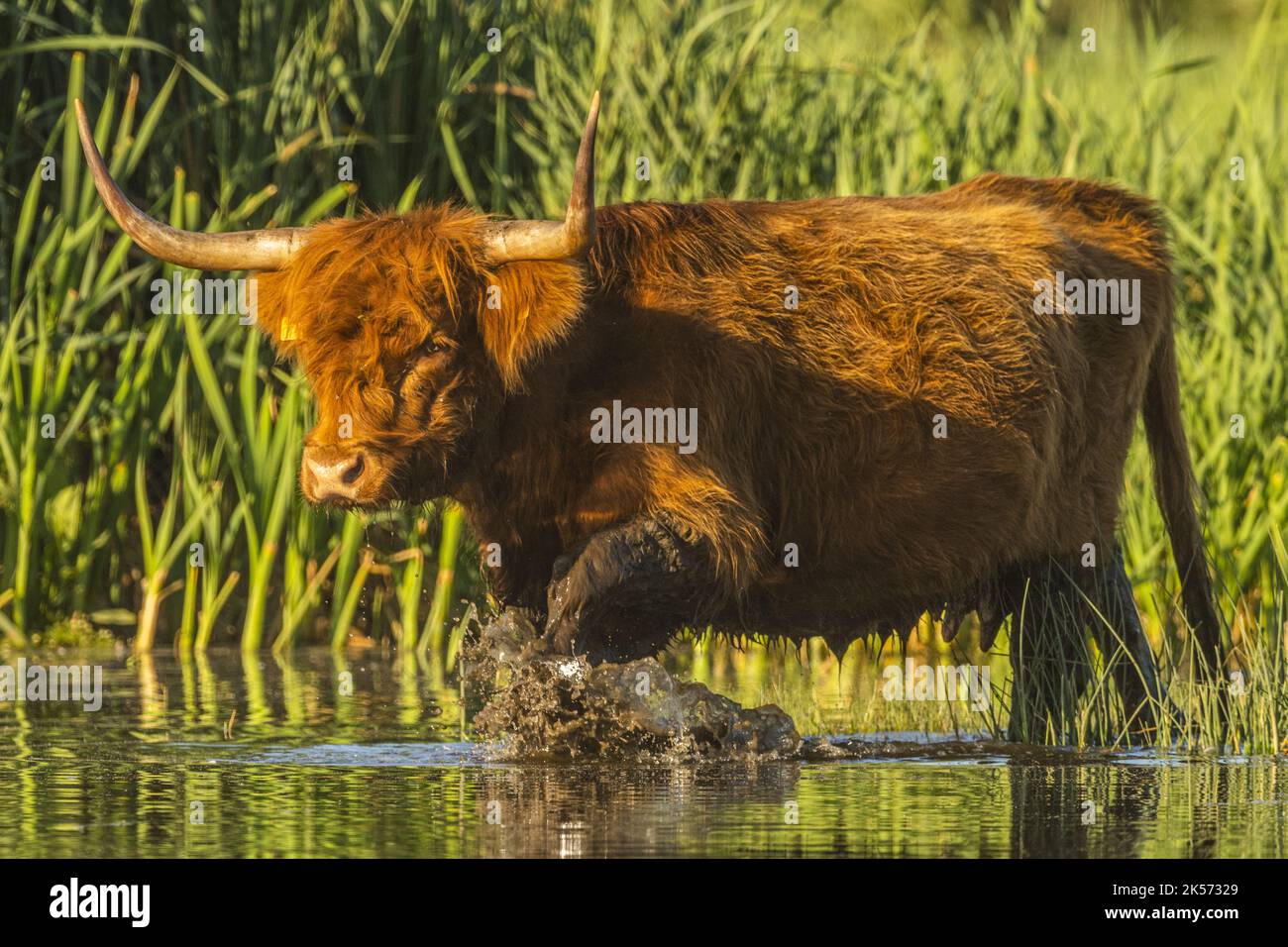 Frankreich, Somme, Baie de Somme, Le Crotoy, Higland-Rinder im Crotoy-Sumpf Stockfoto