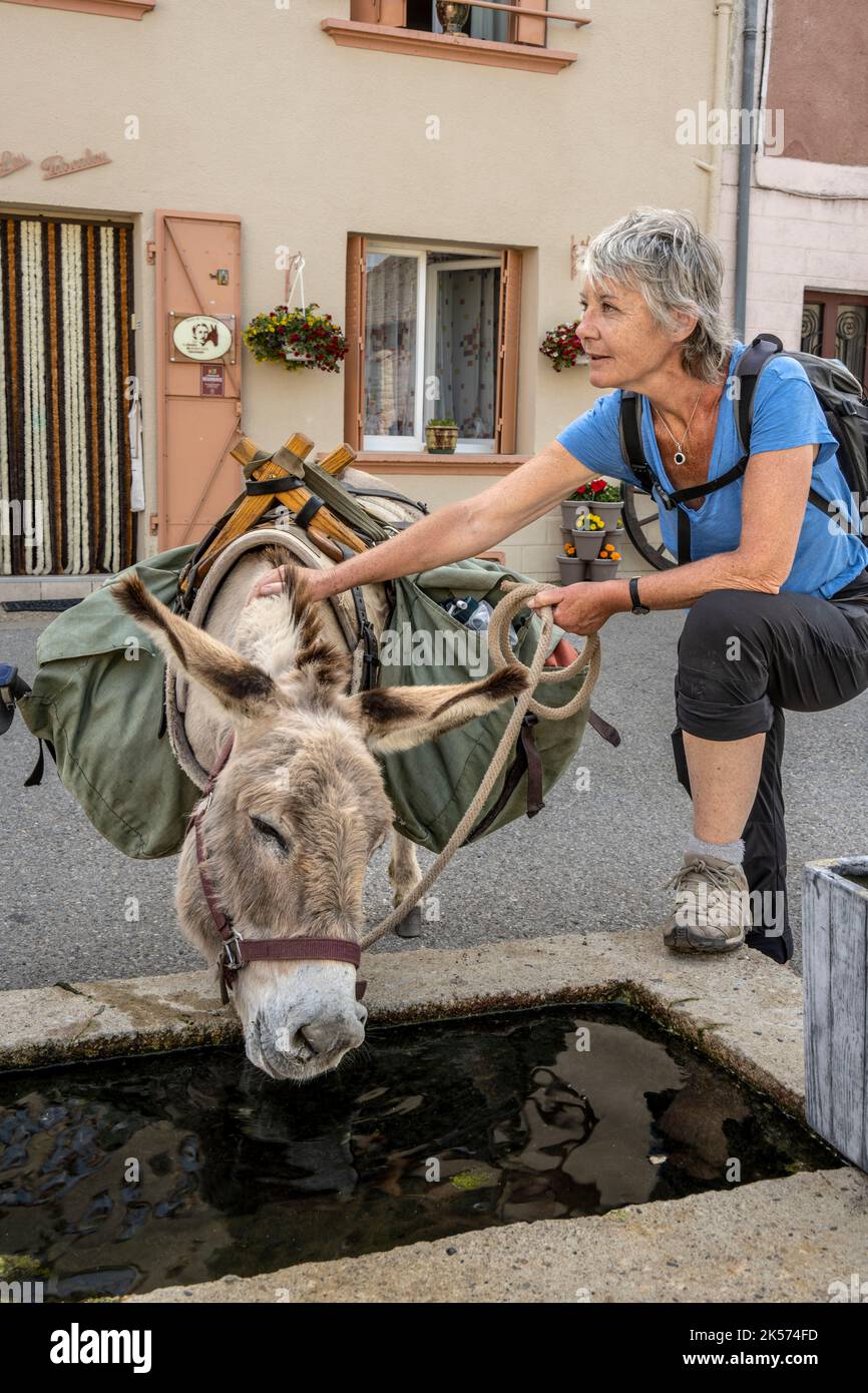 Frankreich, Lozere, Luc, Wandern mit einem Esel auf dem Robert Louis Stevenson Trail (GR 70), der Esel Anatole trinkt aus dem Brunnen Stockfoto
