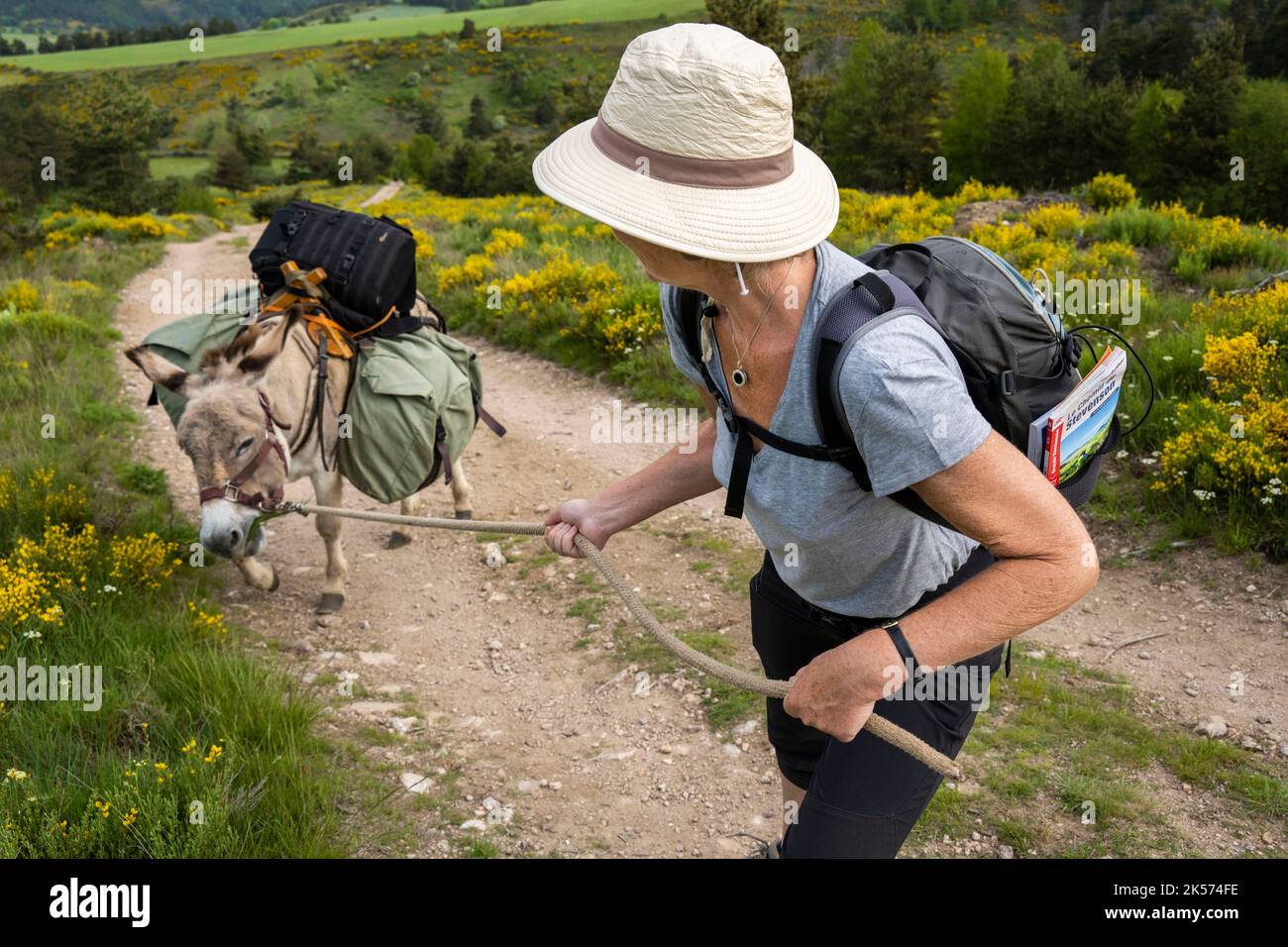 Frankreich, Ardèche, Laveyrune, beim Wandern mit einem Esel auf dem Robert Louis Stevenson Trail (GR 70) hat sich der Esel Anatole entschieden, nicht weiterzumachen Stockfoto