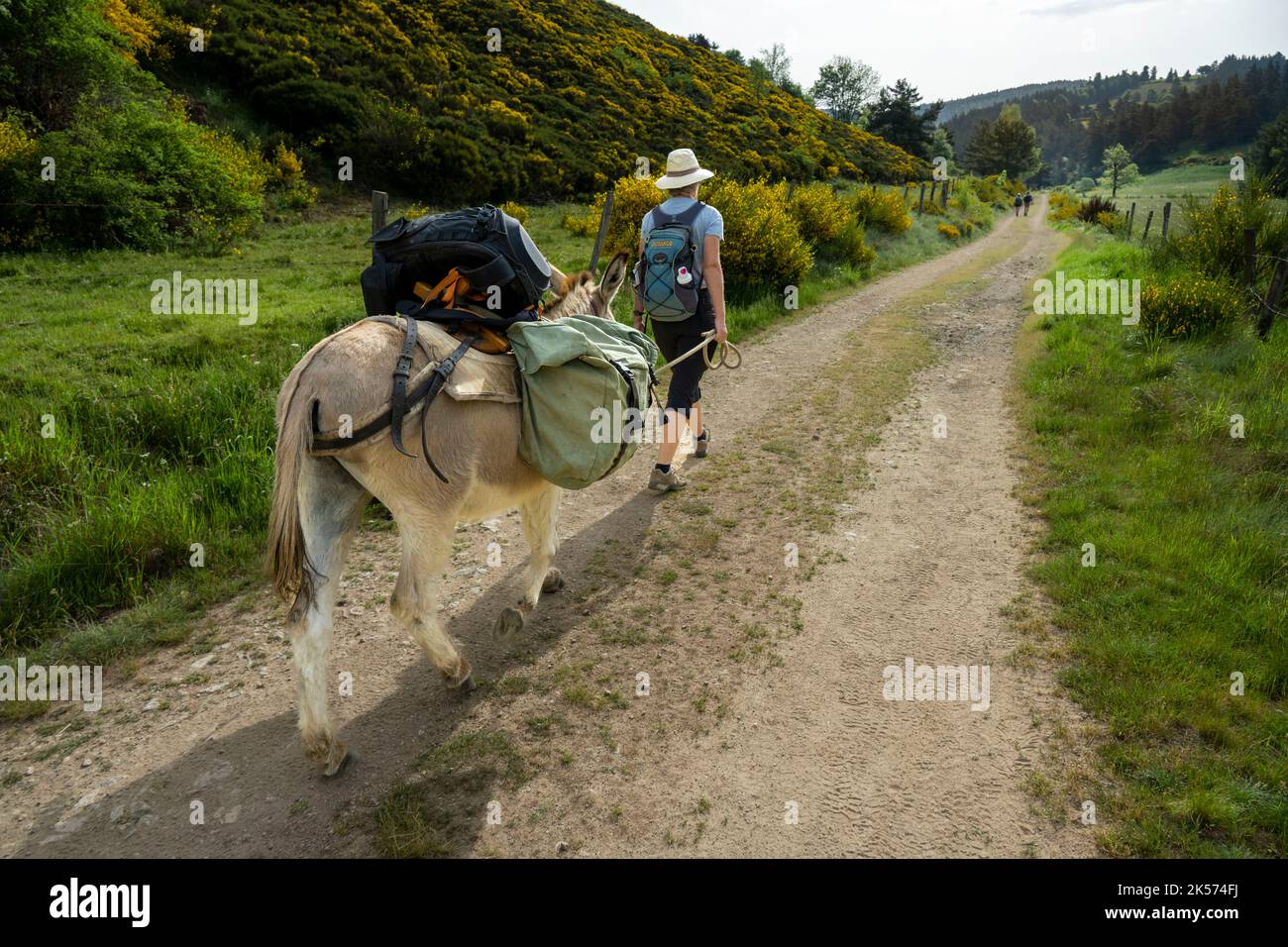 Frankreich, Ardèche, Laveyrune, Wanderung mit einem Esel auf dem Robert Louis Stevenson Trail (GR 70) Stockfoto