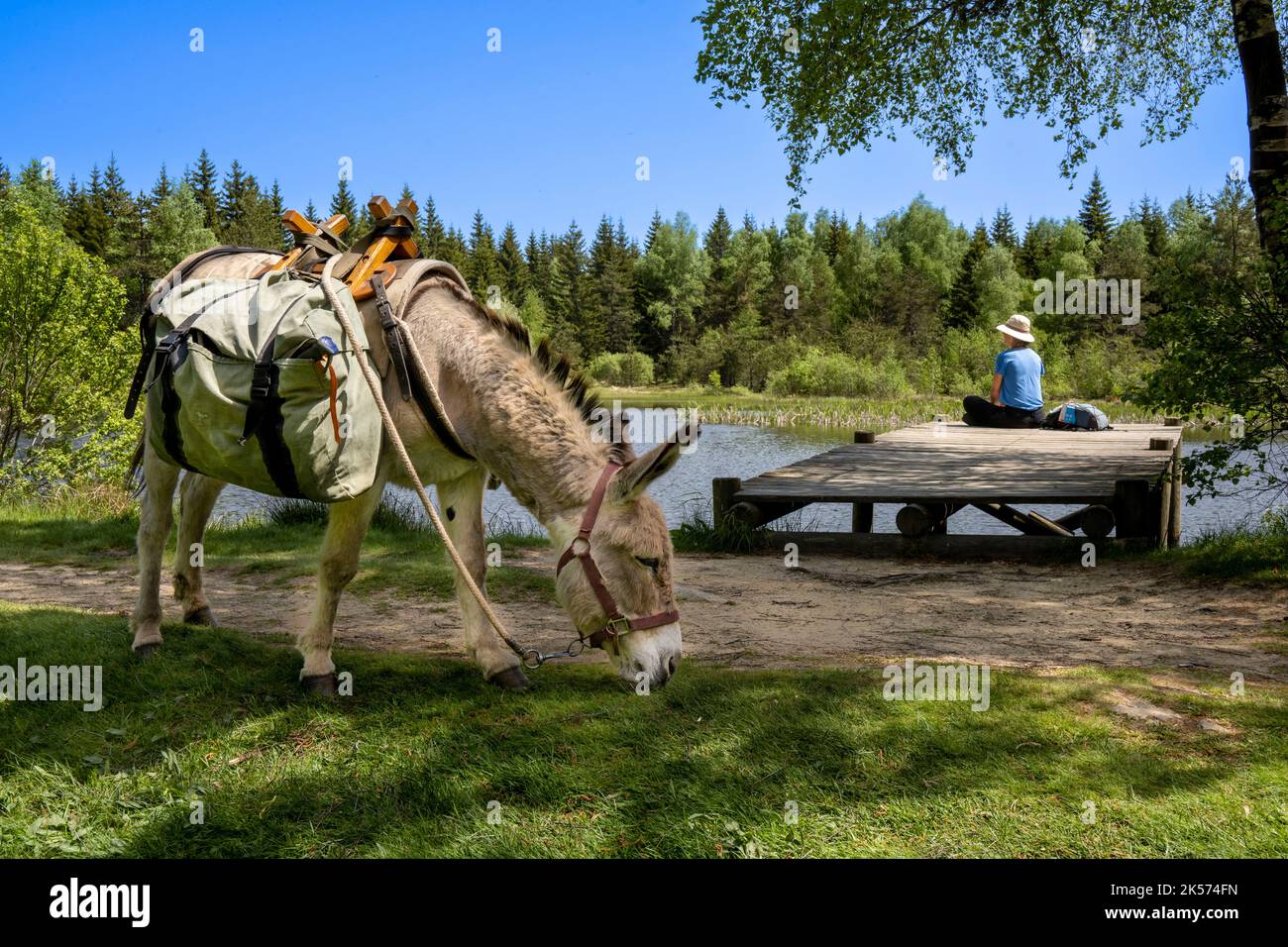 Frankreich, Lozere, Luc, Wandern mit einem Esel auf dem Robert Louis Stevenson Trail (GR 70) am Rande des Auradou-Teiches Stockfoto