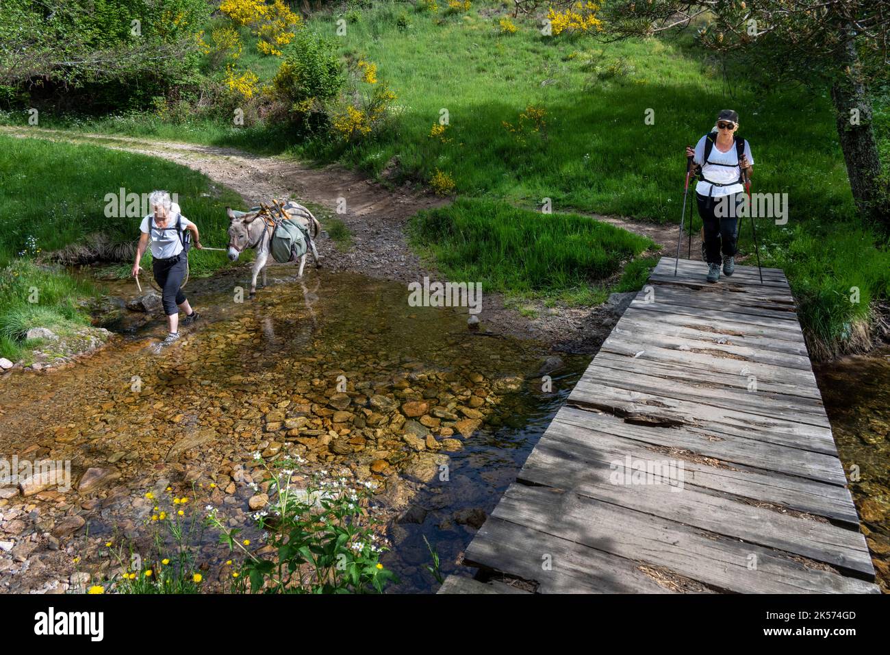 Frankreich, Ardèche, Laveyrune, Wandern mit einem Esel auf dem Robert Louis Stevenson Trail (GR 70), überqueren den Serres-Bach Stockfoto