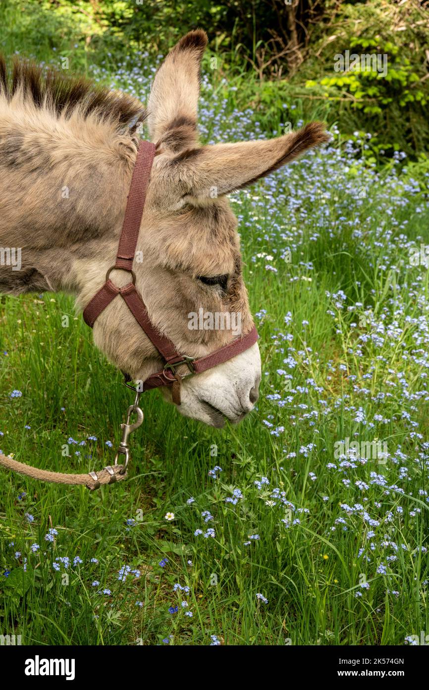Frankreich, Ardèche, Laveyrune, Wandern mit einem Esel auf dem Robert Louis Stevenson Trail (GR 70), der Esel Anatole hat eine Vorliebe für Blumen Stockfoto