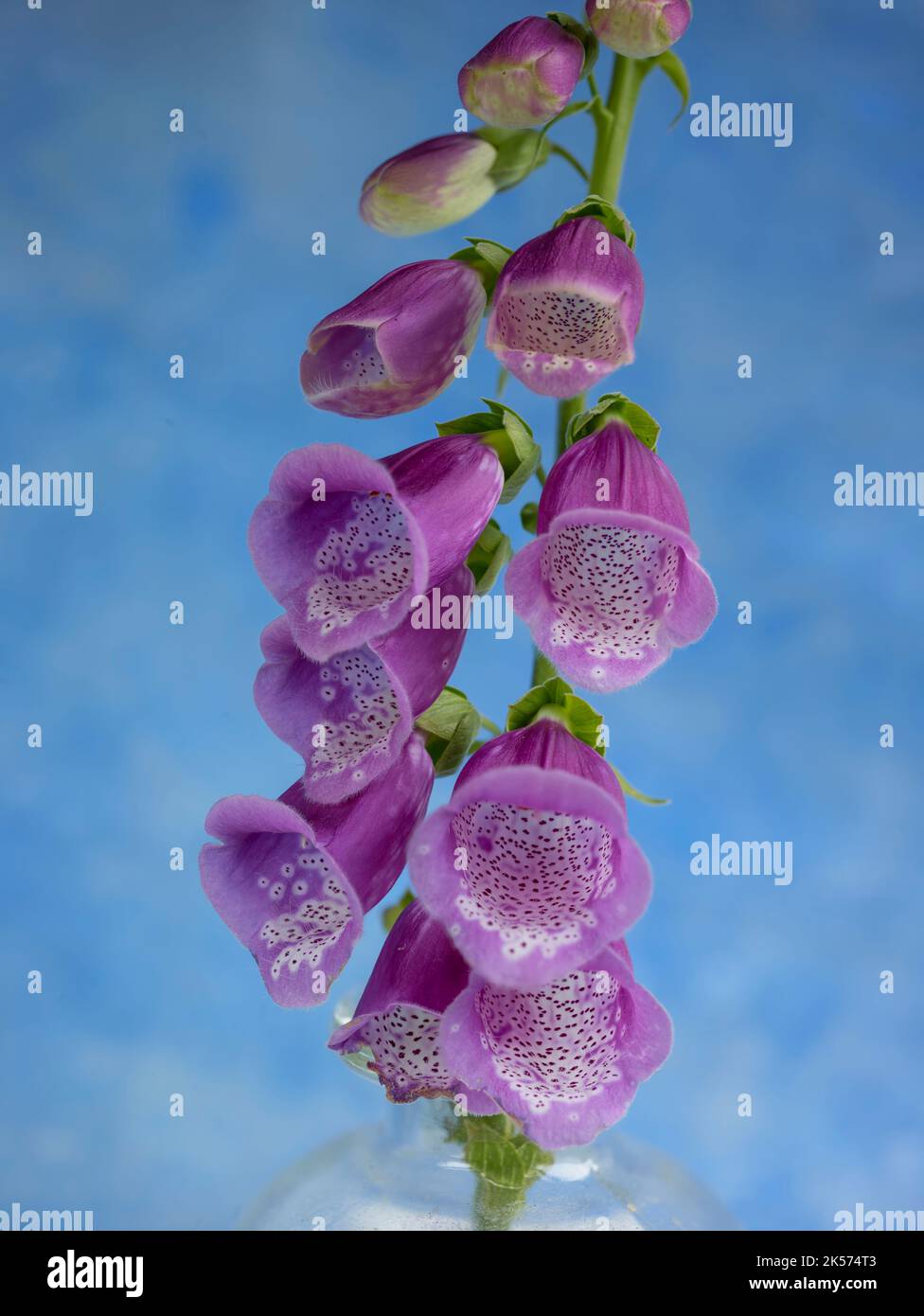 Nahaufnahme nützliches Blumenportrait der Digitalis-Pflanze Stockfoto