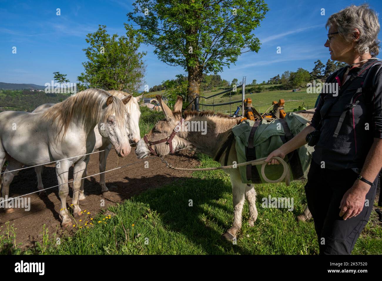 Frankreich, Haute Loire, Saint-Martin-de-Fugères, Macquart P.O.A. Ranch, der Esel Anatole trifft die Ponys of the Americas (POA), Wandern mit einem Esel auf dem Robert Louis Stevenson Trail (GR 70) Stockfoto