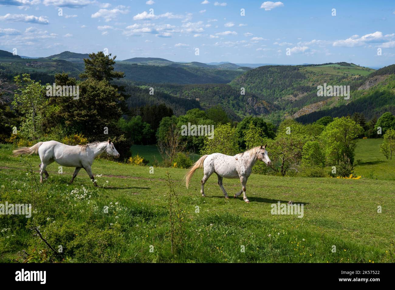 Frankreich, Haute Loire, Saint-Martin-de-Fugères, Macquart P.O.A. Ranch, Pony of the Americas (POA), Wanderung mit einem Esel auf dem Robert Louis Stevenson Trail (GR 70) Stockfoto