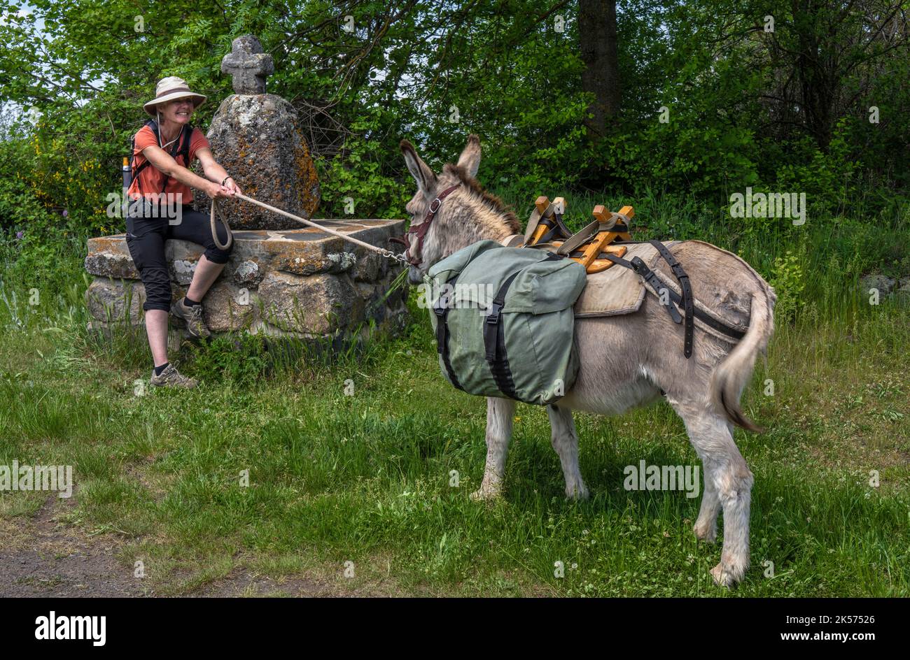 Frankreich, Haute Loire, Wandern mit einem Esel auf dem Robert Louis Stevenson Trail (GR 70) zwischen Le Monastier-sur-Gazeille und Saint-Martin-de-Fugères hat der Esel Anatole beschlossen, nicht weiterzumachen Stockfoto