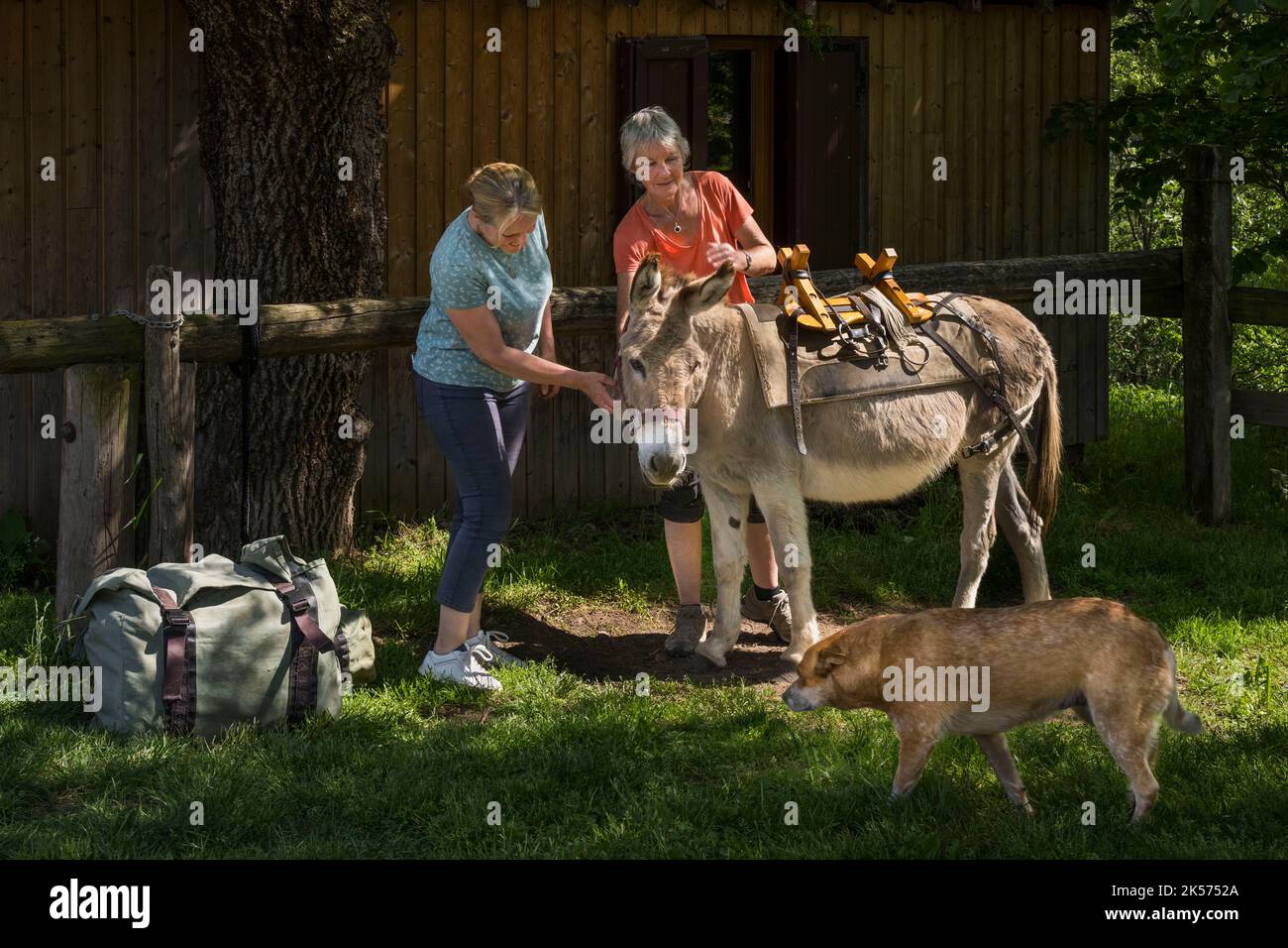 Frankreich, Haute Loire, Saint-Martin-de-Fugères, Macquart P.O.A. Ranch, Wandern mit einem Esel auf dem Robert Louis Stevenson Trail (GR 70), Entladen des Anatole-Esels am Abend Stockfoto