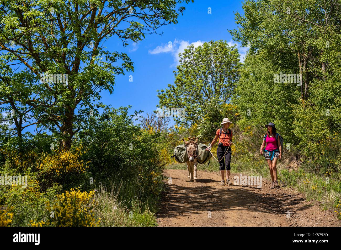 Frankreich, Haute Loire, Wanderung mit einem Esel auf dem Robert Louis Stevenson Trail (GR 70) zwischen Le Monastier-sur-Gazeille und Saint-Martin-de-Fugères Stockfoto
