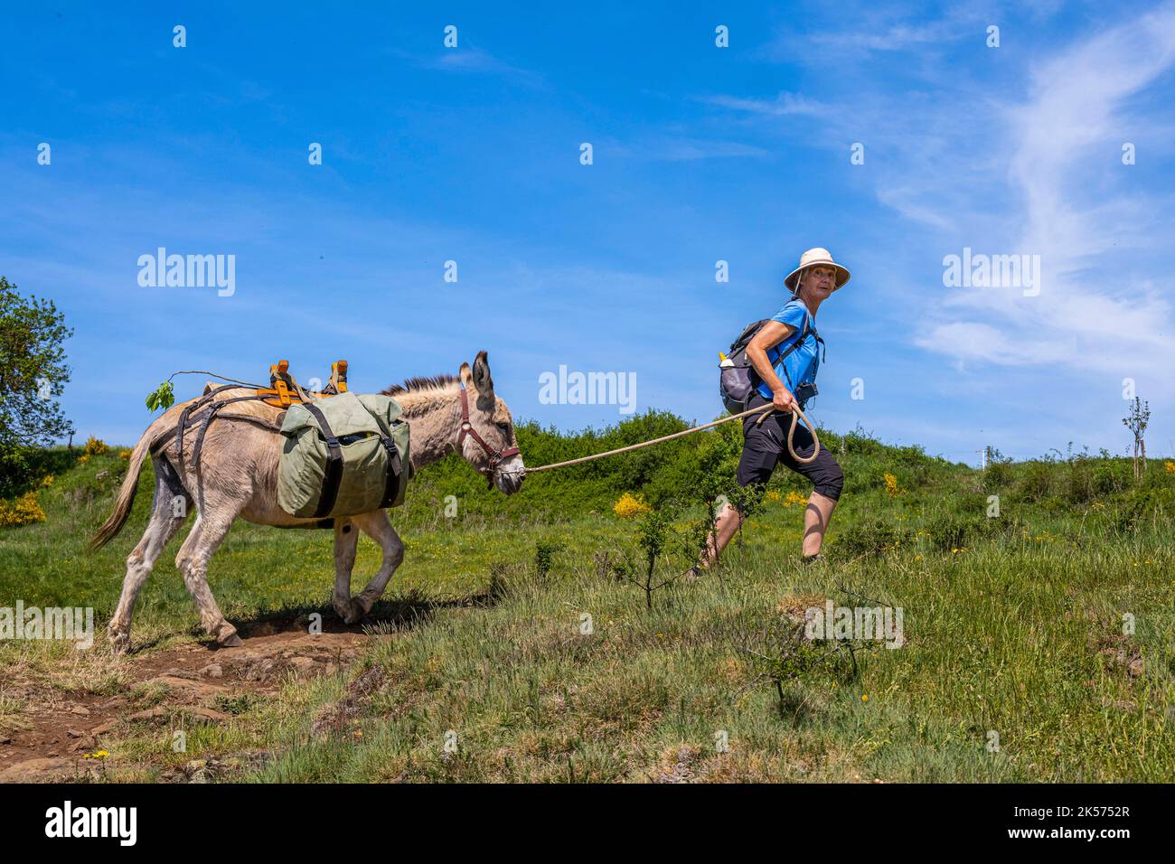 Frankreich, Haute Loire, Wandern mit einem Esel auf dem Robert Louis Stevenson Trail (GR 70) zwischen Goudet und Ussel Stockfoto