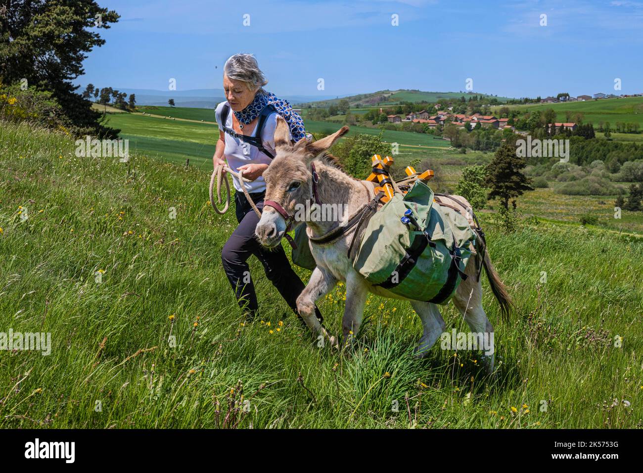 Frankreich, Haute-Loire (43), Landos, Weizenfeld immer noch grün, gequält von Windböen Stockfoto