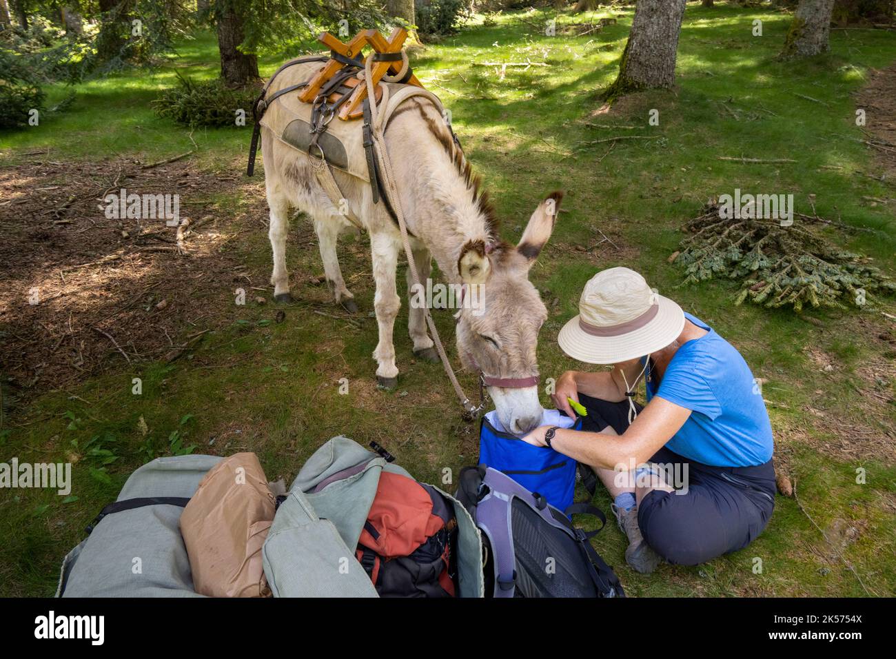 Frankreich, Lozere, Luc, Wandern im Gardille-Wald mit einem Esel auf dem Robert Louis Stevenson Trail (GR 70), der Esel Anatole neugierig auf das Picknick des Wanderers Stockfoto