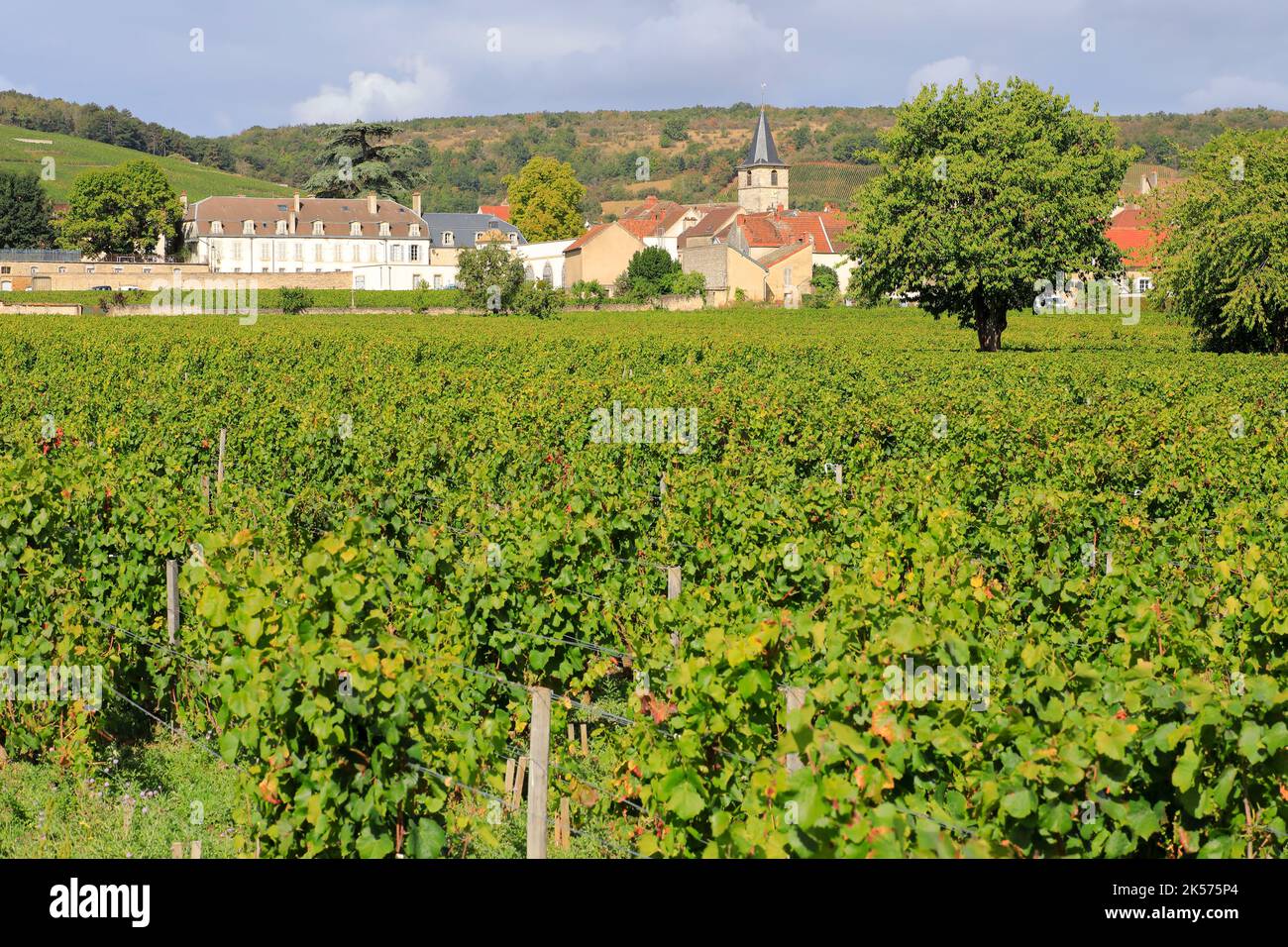 Frankreich, Cote d'Or, Cote de Nuits, Route des Grands Crus, Burgund Klimazonen, die von der UNESCO zum Weltkulturerbe erklärt wurden, Vosne Romanee, Weinberg der Domaine Georges Mugneret Gibourg mit dem Dorf im Hintergrund und der Kirche Saint Martin Stockfoto