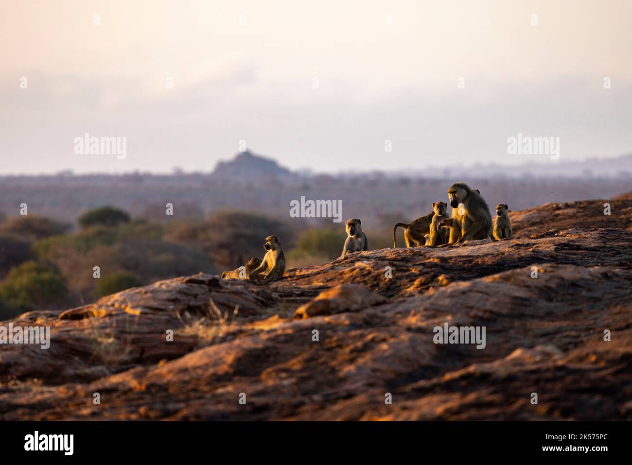 Kenia, Tsavo East Nationalpark, gelber Pavian (Papio hamadryas cynocephalus), Truppe am Mudanda Rock Stockfoto