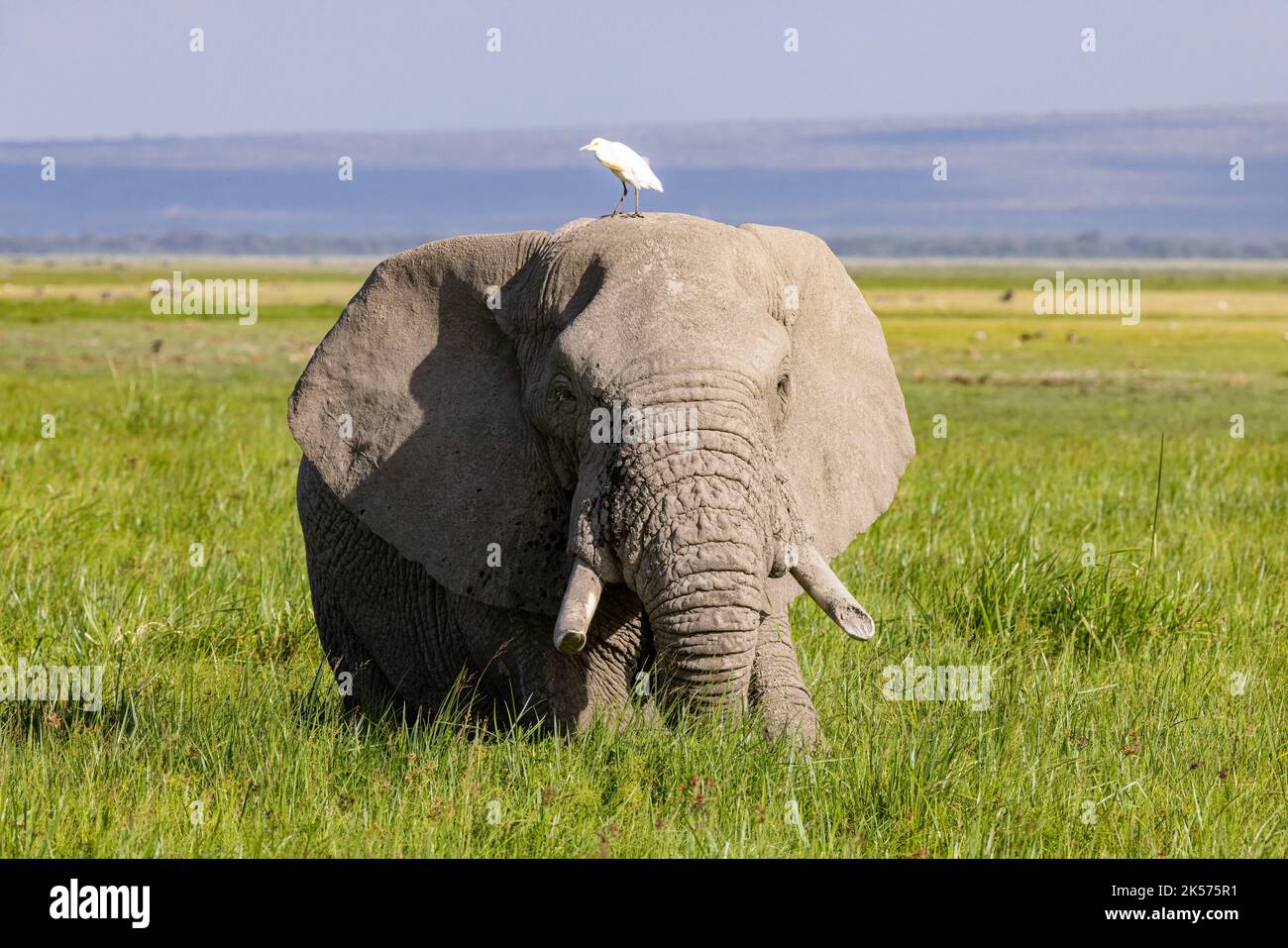 Kenia, Amboseli-Nationalpark, afrikanischer Elefant (Loxodonta africana), Männchen im Sumpfgebiet und Rinderreiher Stockfoto