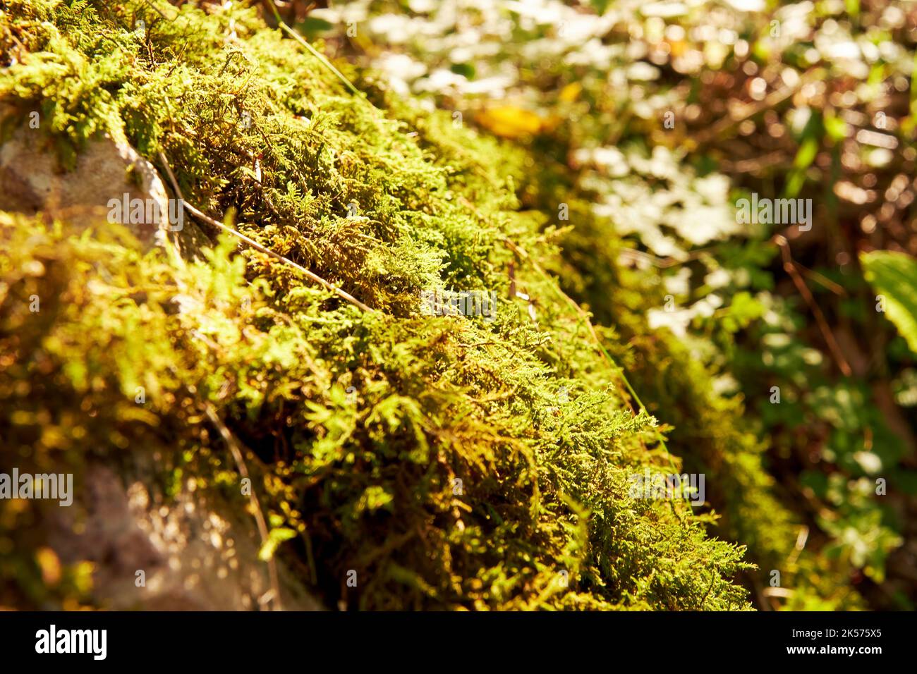 Sonnenbeschienene grüne und gelbe Moose auf dem Boden im Wald. Abstrakte Natur Hintergründe Stockfoto