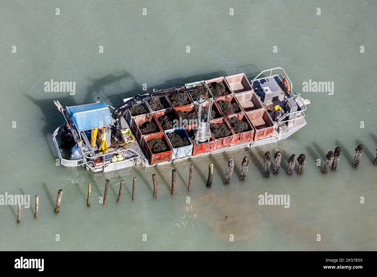 Frankreich, Charente Maritime, St Pierre d'Oleron, Muschelboot, das Muscheln auf den Bouchots sammelt (Luftaufnahme) Stockfoto