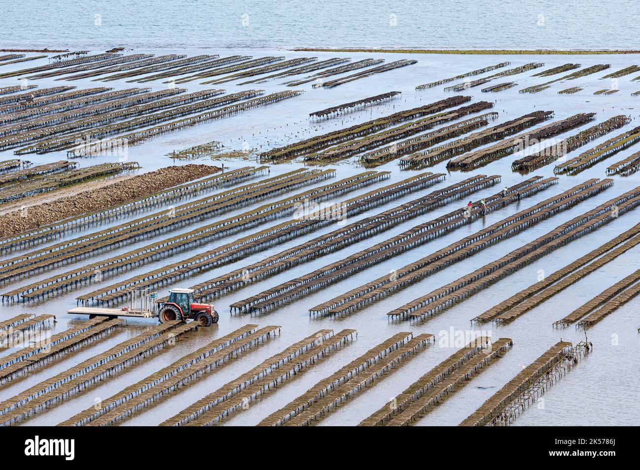 Frankreich, Charente Maritime, Loix, Traktoren und Austernzüchter in den Austernfarmen (Luftaufnahme) Stockfoto