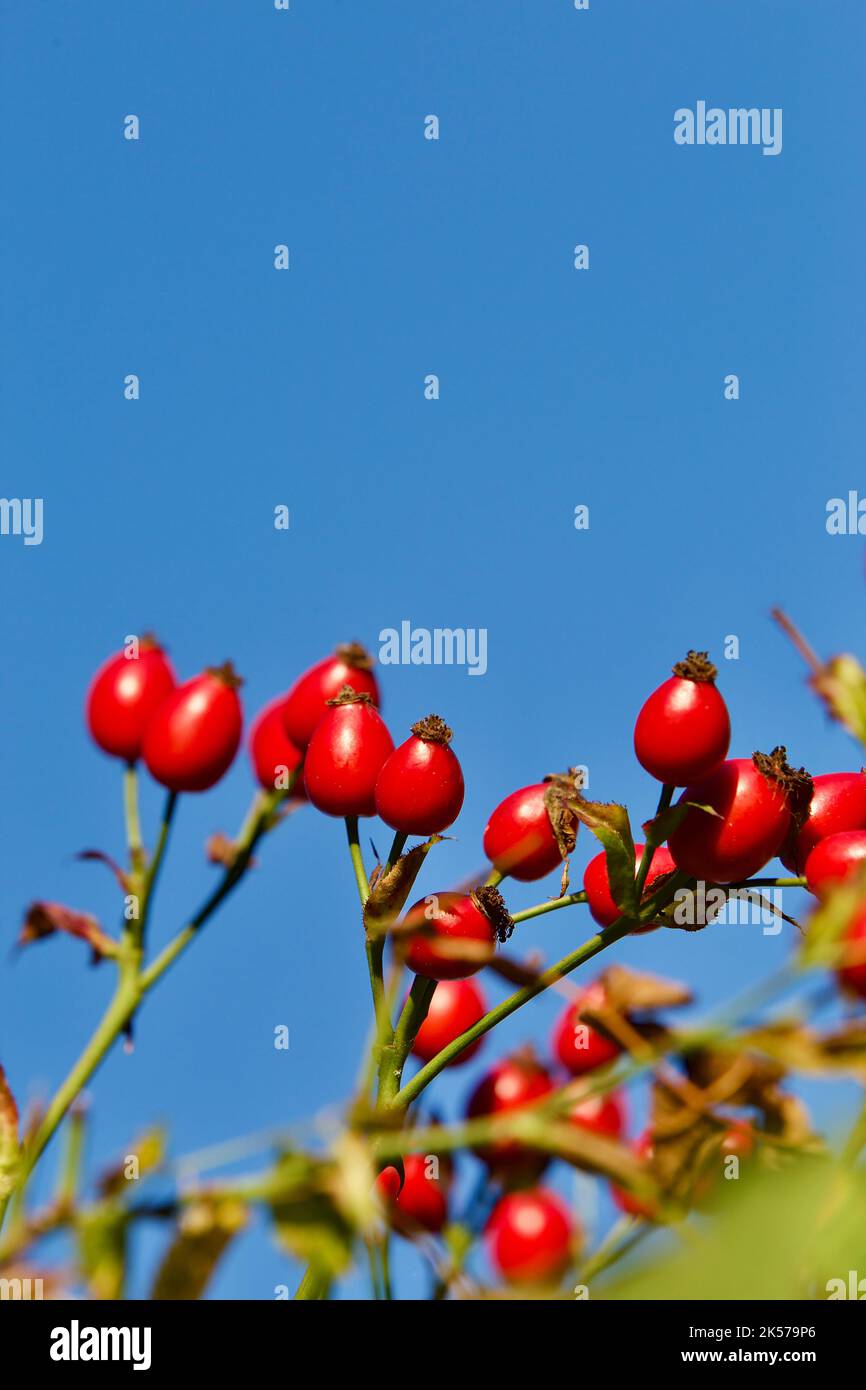 Hagebutten von Hundrose (Rosa canina). Stockfoto