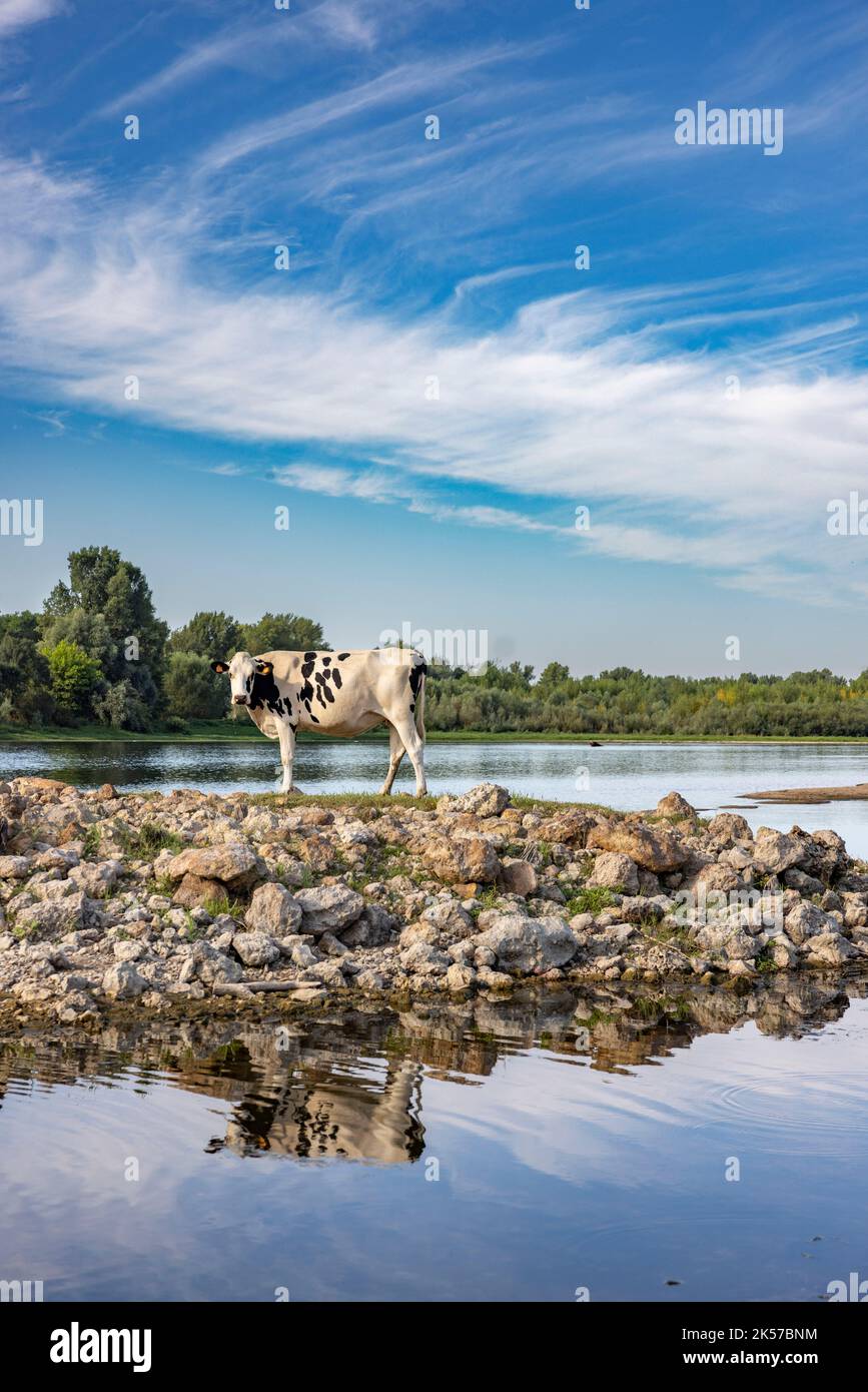 Frankreich, Indre-et-Loire, Loire-Tal, von der UNESCO zum Weltkulturerbe erklärt Treffen mit einer Herde Kühe in der Nähe von Cinq-Mars-La-Pile bei einem Abstieg der Loire mit dem Kajak Stockfoto