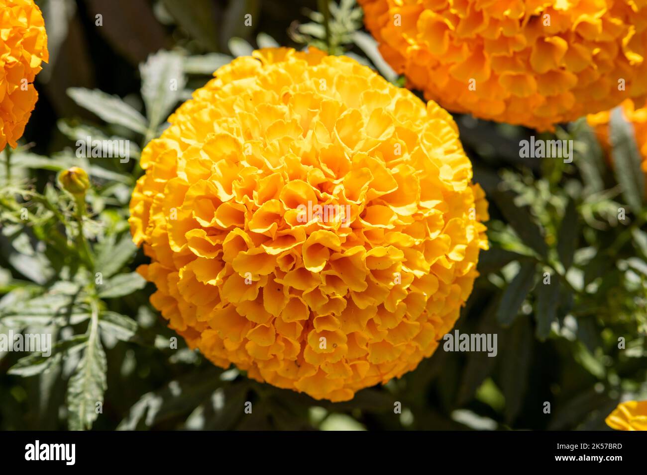 Afrikanische Ringelblume, Tagetes Erecta Stockfoto