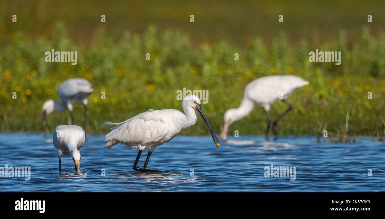 Frankreich, Somme, Baie de Somme, Le Crotoy, Eurasischer Löffler, (Platalea leucorodia), ein Junge des Jahres belästigt einen Erwachsenen, bis der Erwachsene ihn seinen Schnabel in seine Schlucht stecken lässt, damit er Nahrung wiedererregte Stockfoto