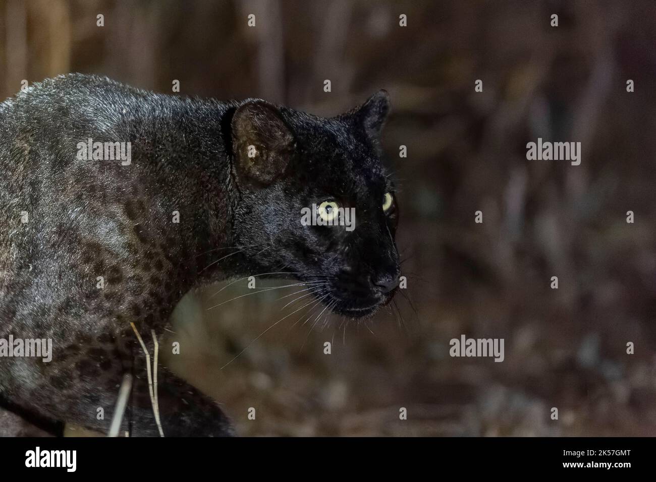 Kenia, Laikipia County, extrem seltenes Foto eines Black Panther oder African Black Leopard (Panthera pardus pardus), melanistische Form, nachts in trockener, scheuerlicher Savanne entwickelt, ganz besondere Leopardenunterart Stockfoto