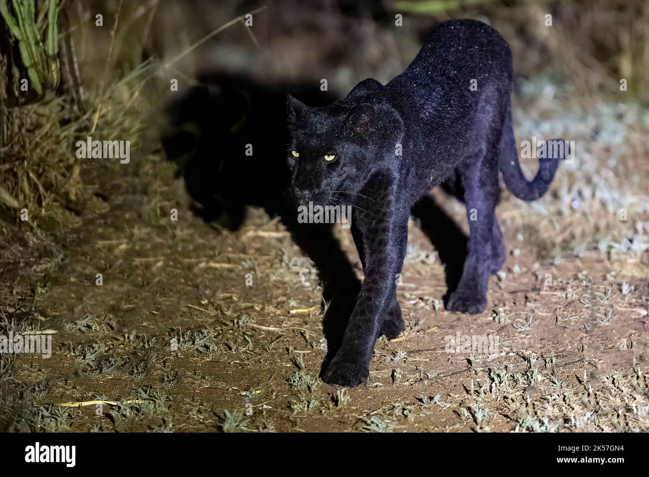 Kenia, Laikipia County, extrem seltene Aufnahme eines Black Panther oder African Black Leopard (Panthera pardus pardus), melanistische Form, nachts in trockener, scheuerlicher Savanne entwickelt, ganz besondere Leopardenunterart, Körper teilweise digital gereinigt Stockfoto