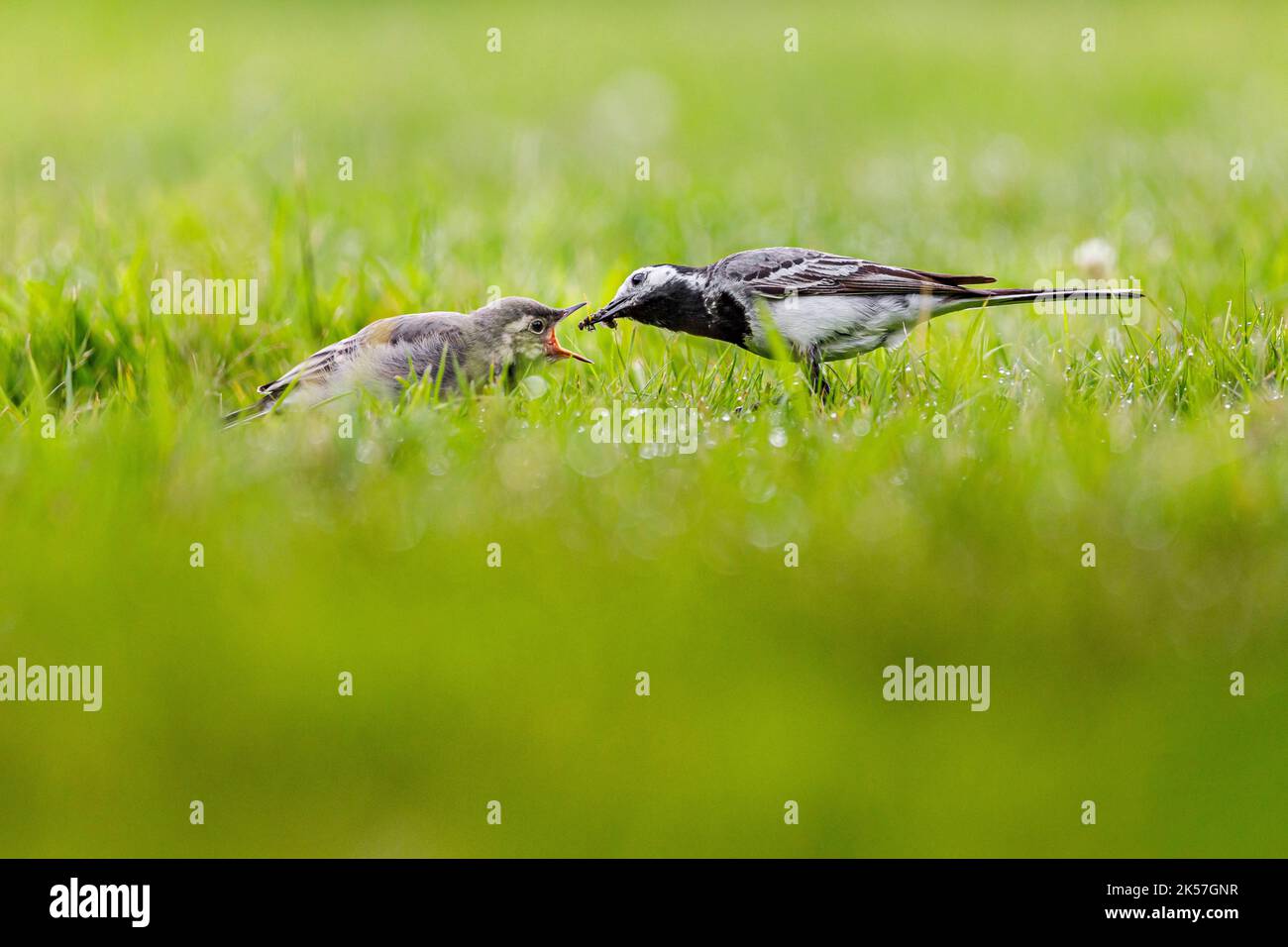 Frankreich, Eure, bei Pont-Audemer, Gartenvögel, Passeriform, Weißer Wagtail (Motacilla alba), der sein Küken mit einem Insekt füttert Stockfoto