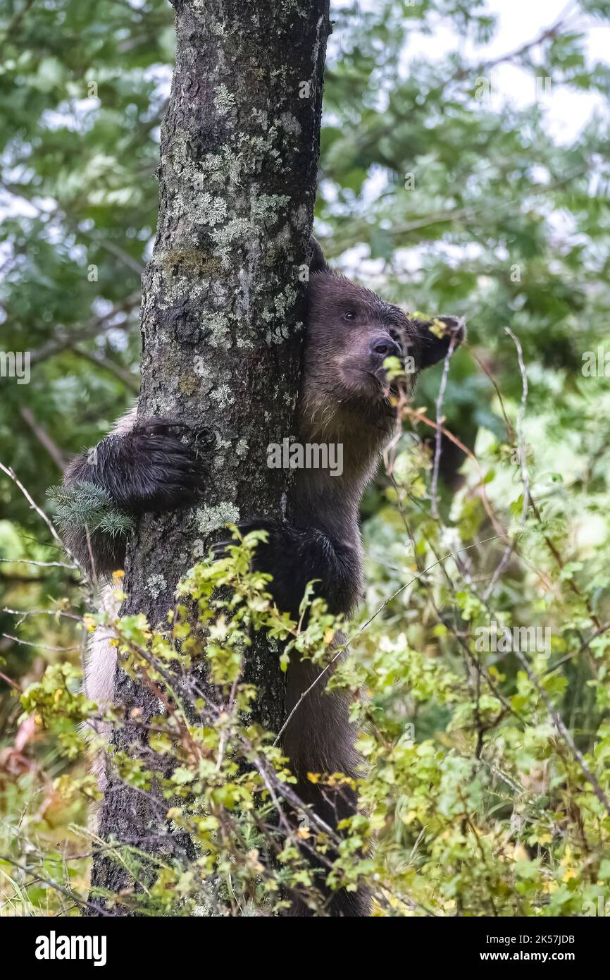 Ein großer Grizzlybär, der in Alaska an einem Baum kratzt Stockfoto