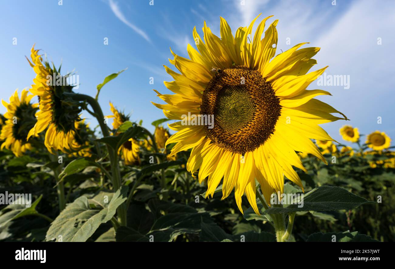 Eine Biene auf einer gelben Sonnenblume auf einem Feld in North Dakota. Stockfoto