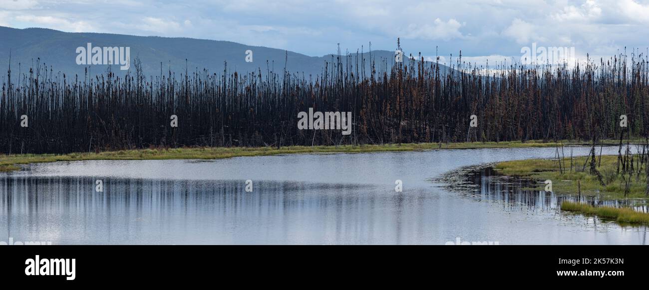 Ein verbrannter Wald steht neben einem kleinen See entlang des Robert Campbell Highway (Route 4) in Yukon, Kanada. Stockfoto