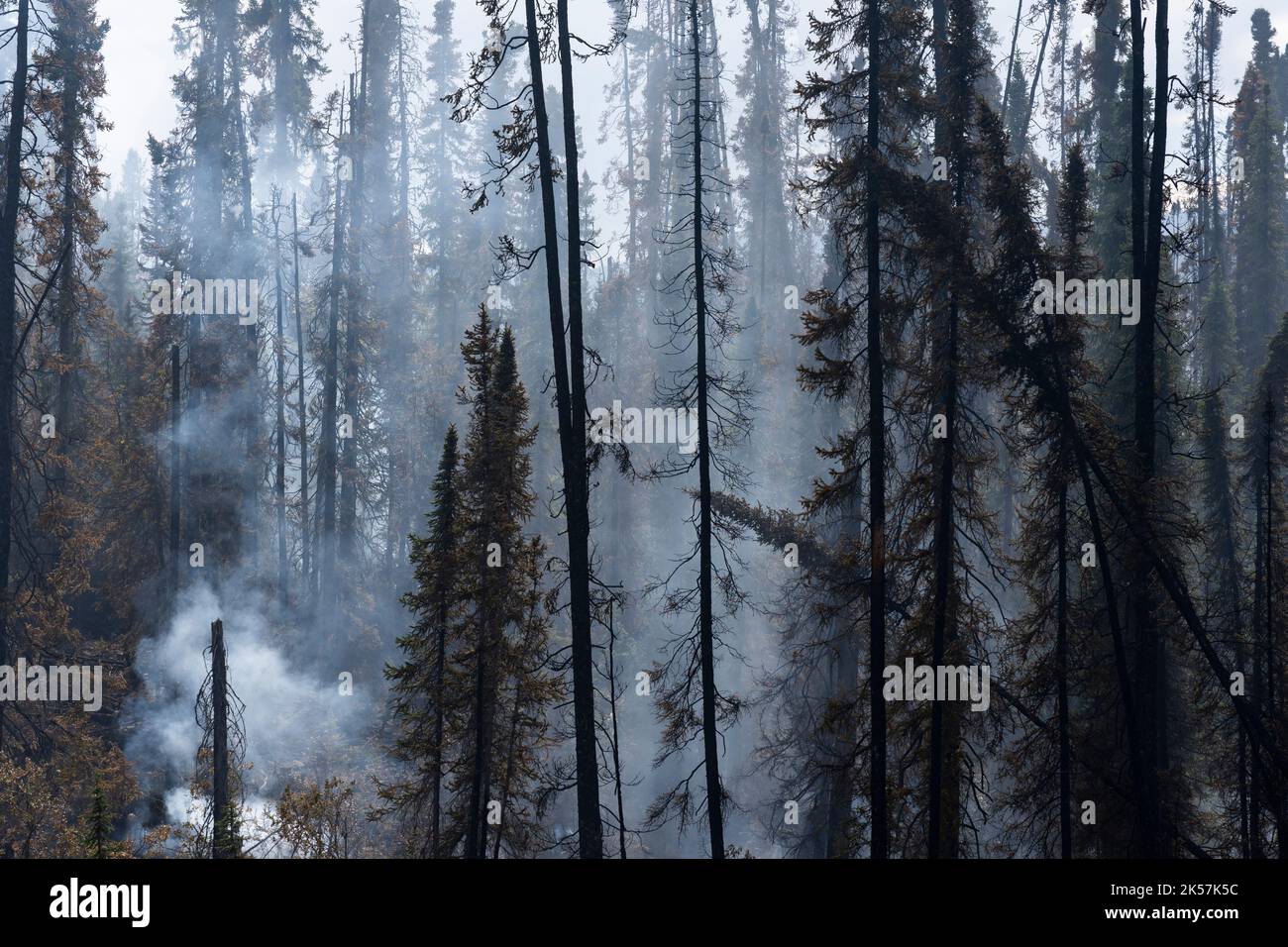 Ein Waldbrand brennt entlang des Robert Campbell Highway (Route 4) in Yukon, Kanada. Stockfoto