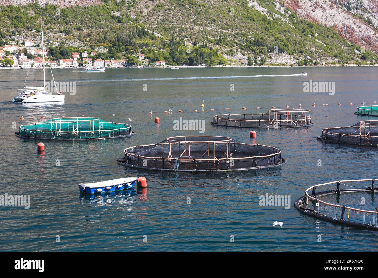 Käfige Für Die Fischzucht. Fischfarm Landschaft Boka Kotorska, Boka Bay , Montenegro, selektiver Fokus Stockfoto