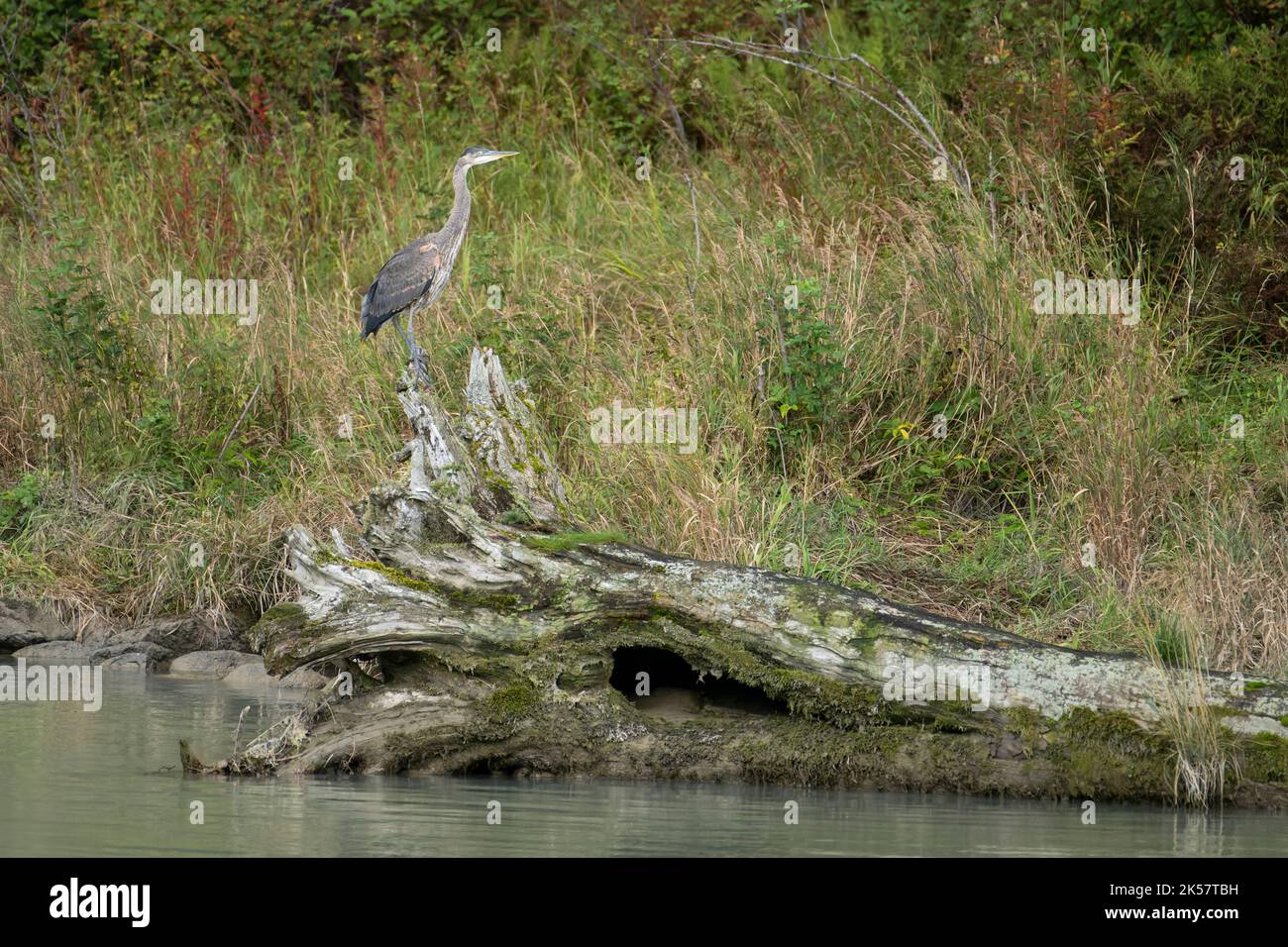 Ein großer Blaureiher (Ardea herodias) steht auf einem Fallend-Baum am Chilkoot Lake in Alaska. Stockfoto