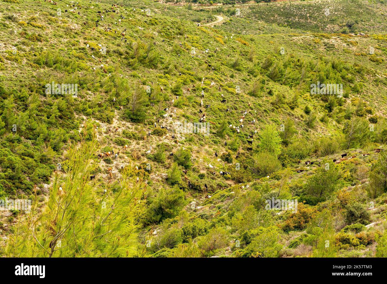 Bergziegen stiegen aus den Bergen in das Rastgebiet ab. Penteli Mountain, Griechenland. Stockfoto