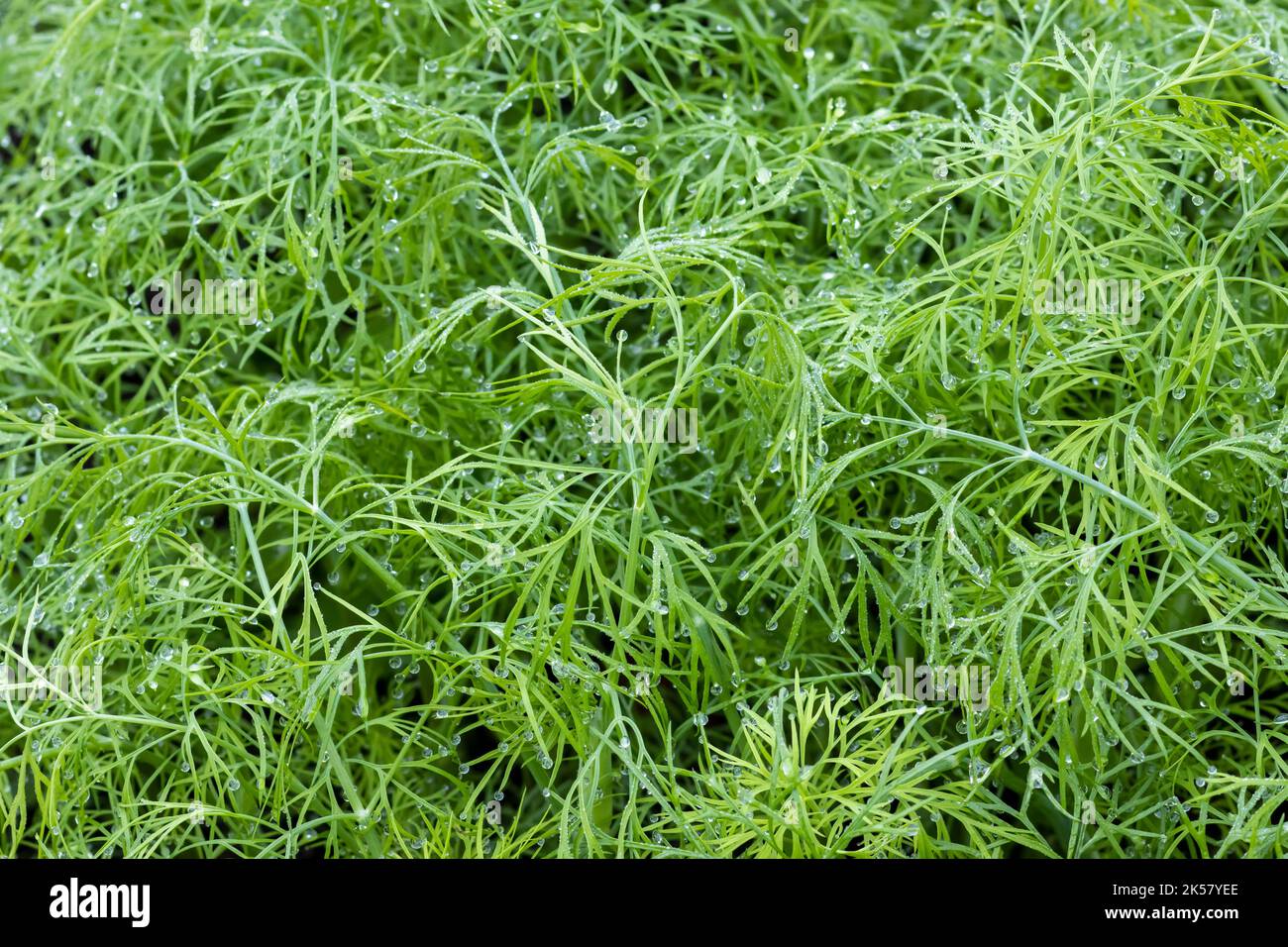 Verschwommener strukturierter abstrakter gelber Hintergrund für Design Stockfoto