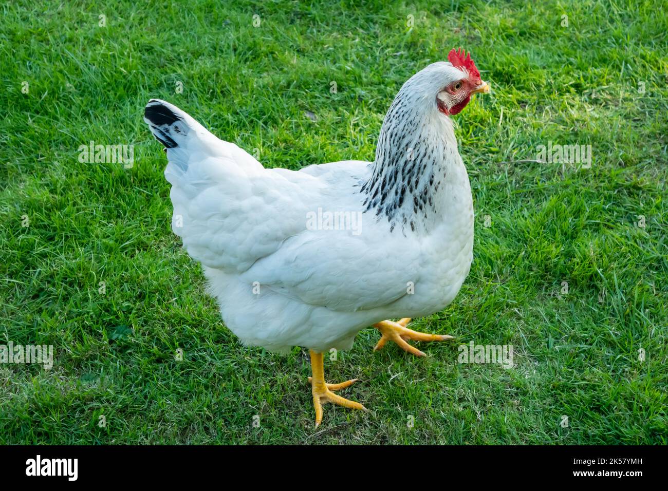 Schönes weißes Huhn auf grünem Gras Nahaufnahme. Stockfoto
