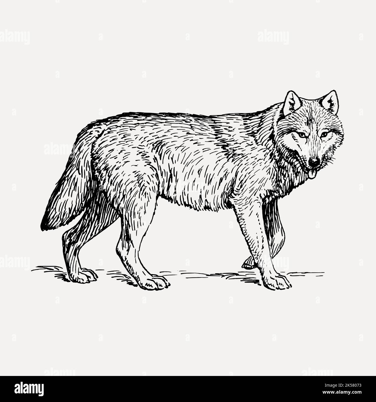Wolf Clipart Schwarz Und Weiß Vektor Illustration Von Wolf Schwarz