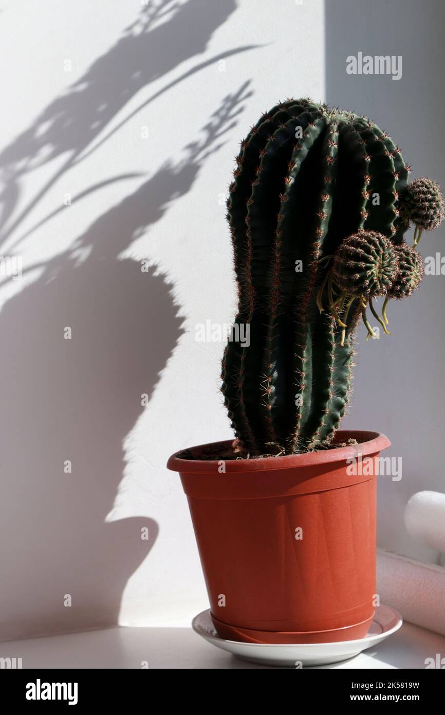 Ein Kaktus in einem Blumentopf wirft einen Schatten auf die Wand. Der Kaktus befindet sich auf der Fensterbank und wird von Sonnenlicht beleuchtet. Nahaufnahme. Stockfoto Ein Kaktus in einem Blumentopf wirft einen Schatten auf die Wand. Der Kaktus befindet sich auf der Fensterbank und wird von Sonnenlicht beleuchtet. Nahaufnahme. Stockfoto