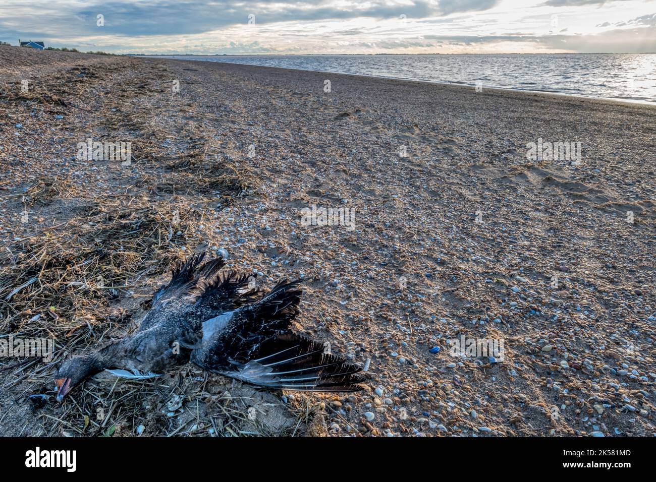 Die tote Graugans, Anser anser, wurde an der Flut am Strand von Snettisham am Ostufer der Wash, Norfolk, ausgewaschen. Stockfoto