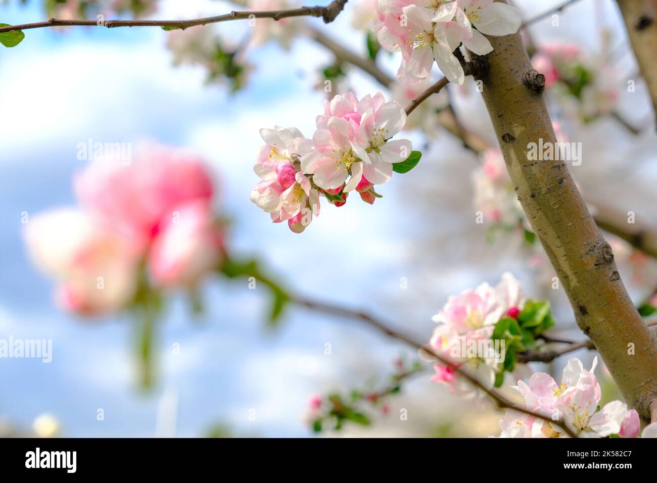 Kirschbaum rosa Blüten aus nächster Nähe. Blühender Sakura-Baum. Frühlingsblumen Hintergrund. Speicherplatz kopieren. Panoramabild Stockfoto