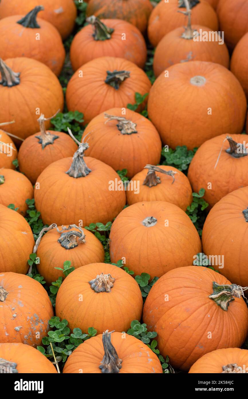 Orange Herbst Kürbisse Vorbereitung auf Halloween Stockfoto