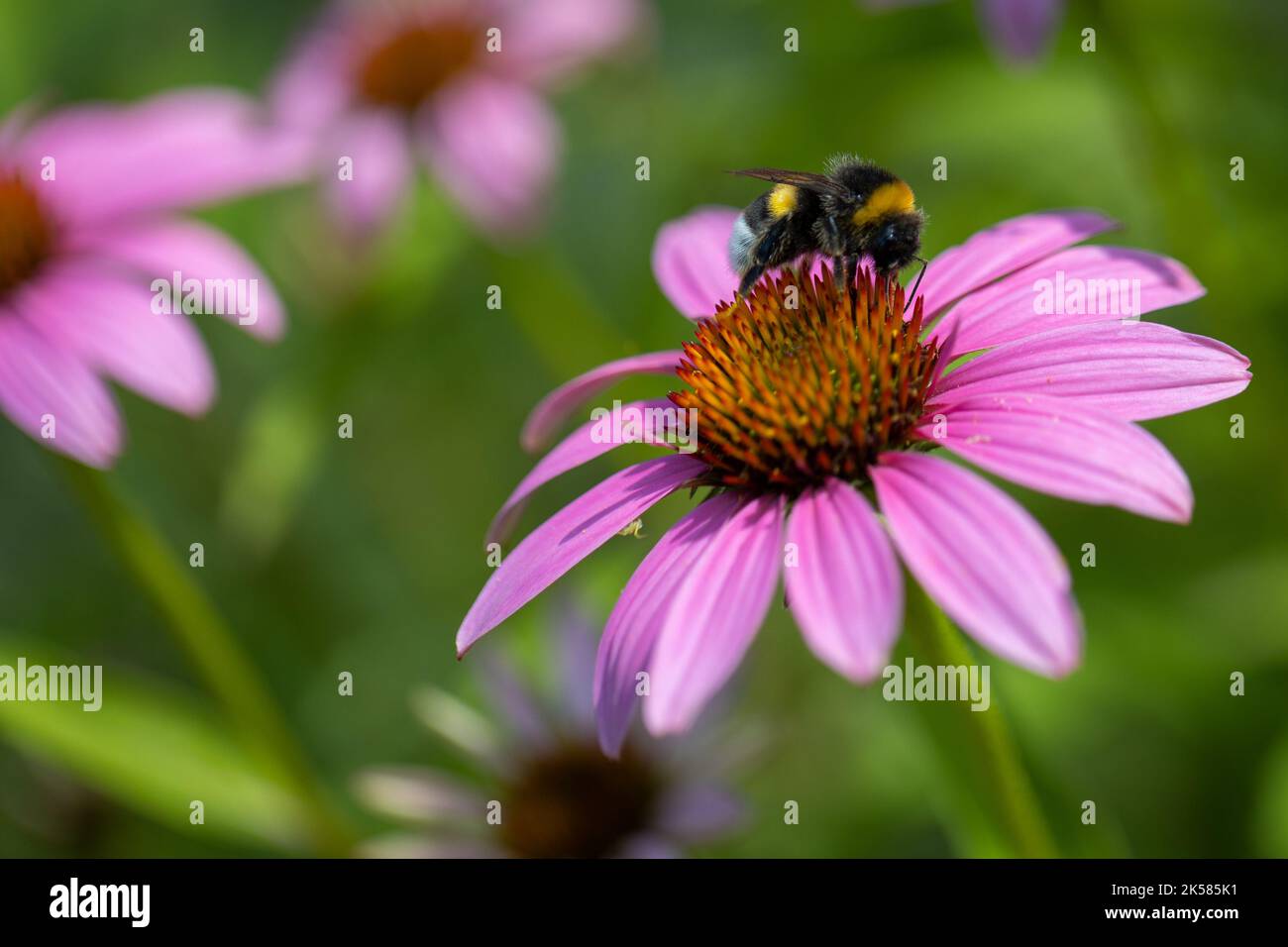 Eine Honigbiene bestäubt eine Echinacea purea-Blüte. Stockfoto