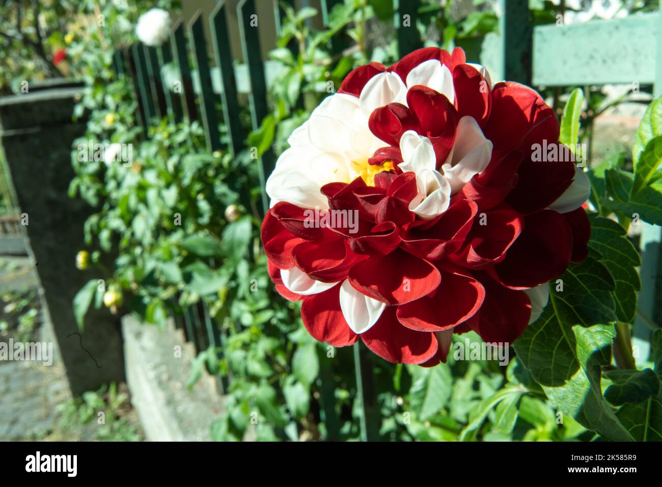 Die Dahlia pinnata Cav. Blumenbild der rot-weißen Farbe mit den grünen Blättern um. Stockfoto