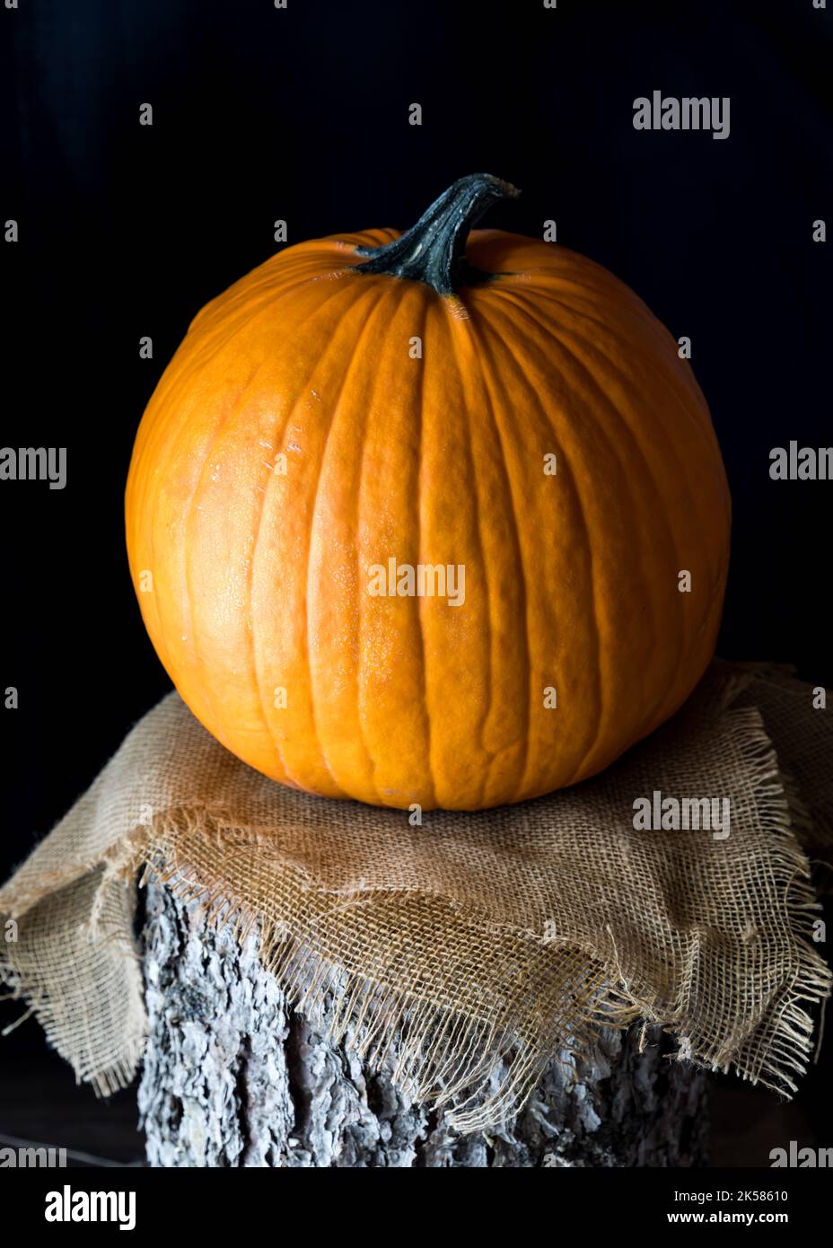 Ein Kürbisporträt auf einem bewaldeten Stumpf, vor schwarzem Hintergrund. Stockfoto