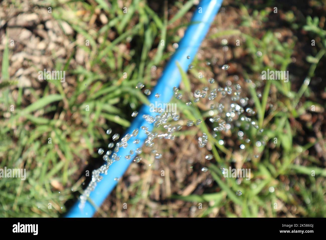 Bewässerung des Rasens. Wassertropfen. Wasserspritzer aus dem Schlauch Stockfoto